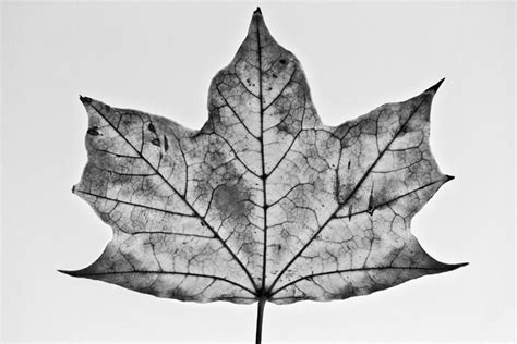 Maple Leaf Black And White Photograph Keith Dotson Photography