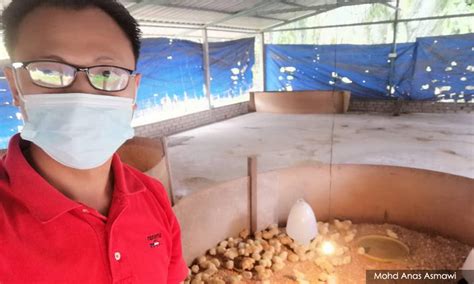 (peramalan kadar inflasi di malaysia menggunakan struktur tempoh sukuk). SURAT | Kenaikan harga dedak akhirnya akan rugikan pengguna