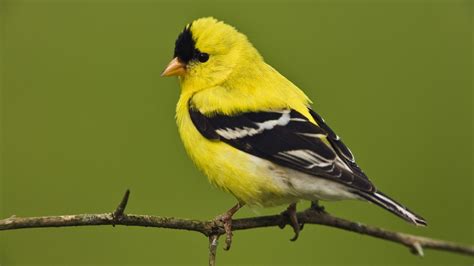 Yellow Bird Sitting On A Branch Hd Animal Wallpaper Birds 1600×900