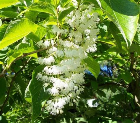 The tree's flowers have beautiful white petals with yellow stamens that bloom in summer and sporadically into late summer. Top 10 Summer-Blooming Trees for Your Garden | Pouted.com