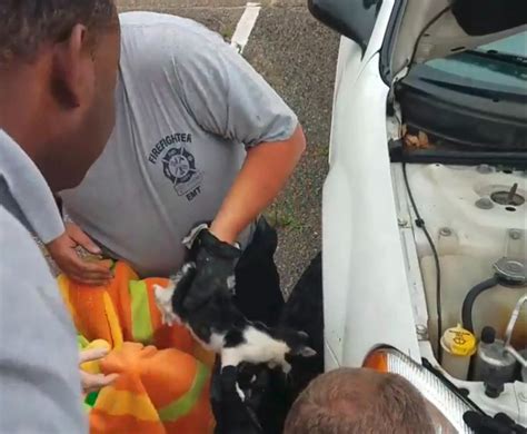 Kitten Stuck In Engine Bay Saved By Fire Department