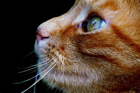 Any cat can develop chronic otitis. Cat Eye Infections: What You Need to Know