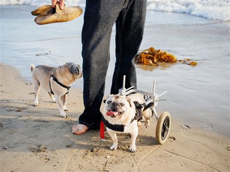 Although it's hard to resist those puppy dog eyes at the dinner table, it may not always be safe to feed your canine companion the same foods you eat. 4 Health Dog Food Recipe Thats Liw Fat : Retriever Dog ...