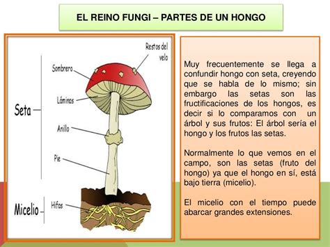 El Reino Fungi Hongos