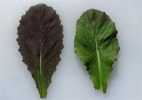 Foodstuff Japanese Giant Red Mustard Greens Sybaritica