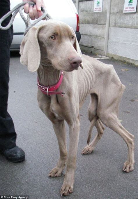Couple Starved Adorable Pet Dog Lola For Six Weeks Daily