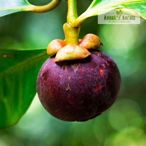 Buy Mesta Mangosteen Fruit Plant Early Fruiting Kerala Nursery