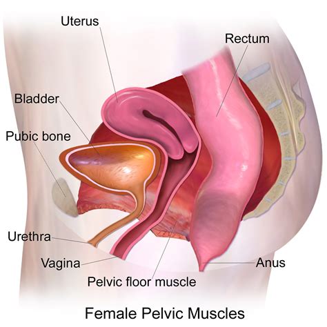 Female Pelvic Floor And Common Dysfunctions Quality Care Sport Injury