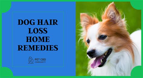 Dog Hair Loss Home Remedies Pet Cbd Community