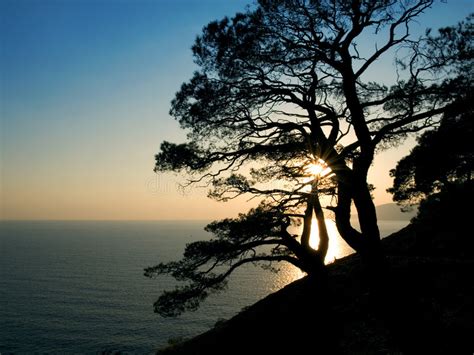 Pine Tree Silhouette At Sunset Stock Image Image Of Shoreline