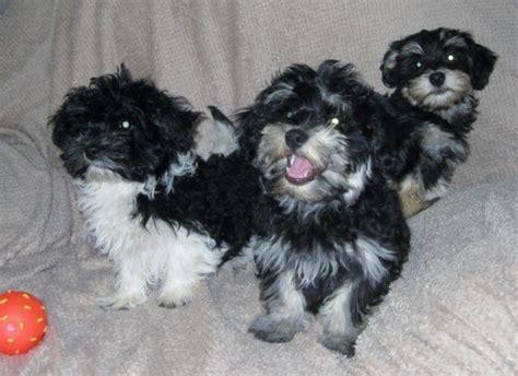 Havanese puppies for sale from proven dog breeders. AKC Havanese Puppies for Sale in Boring, Oregon Classified | AmericanListed.com