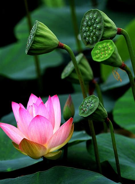 What Is The Stem Of Lotus Flower Comunidad Green