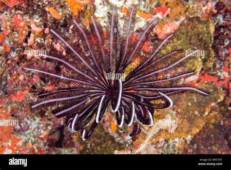 Open Arms Crinoid Underwater While Diving In Indonesia Stock Photo Alamy