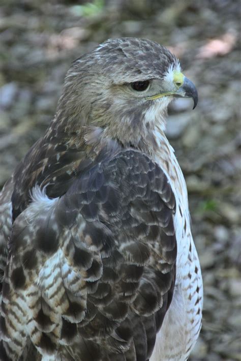 Red Tailed Hawk 6 World Bird Sanctuary Missouri Bill Flickr