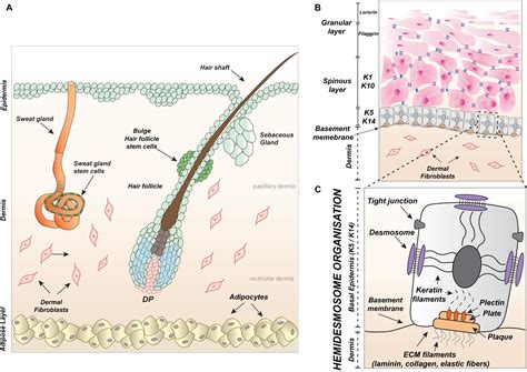 Frontiers An Intrinsic Oscillation Of Gene Networks Inside Hair Follicle Stem Cells An