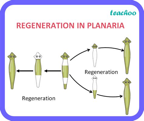 Asexual Reproduction In Animals Regeneration
