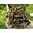 Clouded Leopard  Animal Experiences At Wingham Wildlife Park In Kent