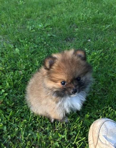 We'll help you connect with local organizations to find your new best friend. Pomeranian Puppy for Sale - Adoption, Rescue | Pomeranian ...
