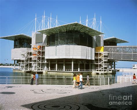 Lisbon Oceanarium Photograph By Sinclair Stammersscience Photo Library