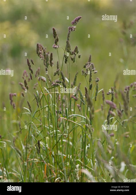 Purple Reed Canary Grass Stock Photo Alamy
