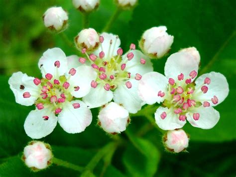 Voted best florist in los angeles by la weekly. My Nature Photography: Hawthorn Flowers