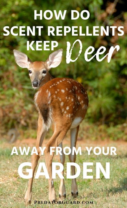 Deer fences are easy to install, although they can be rather costly, especially if you own a lot of land. How Do Scent Repellents Keep Deer Away From Your Garden ...