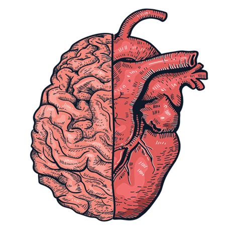 Ilustración Realista Del Cerebro Del Corazón Descargar Pngsvg