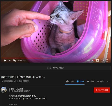 保護猫系youtuberのタイピーさん、子猫が死んだ1週間後に保護猫を引き取ってしまう コメント欄では絶賛の嵐 ひみつのどうくつ