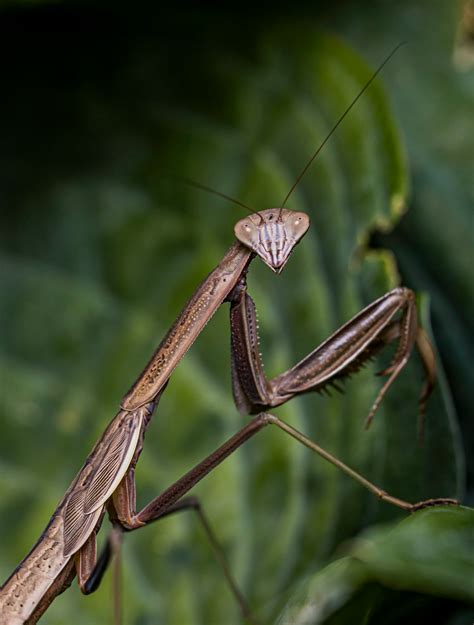 Brown Praying Mantis On Green Leaf In Close Up Photography During