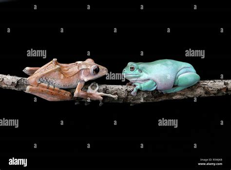 Eared Tree Frog And Dumpy Tree Frog Sitting On Branch Indonesia Stock
