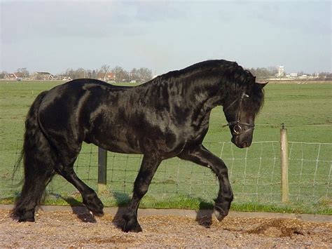 11 War Horse Breeds And Their History With Pictures Pet Keen