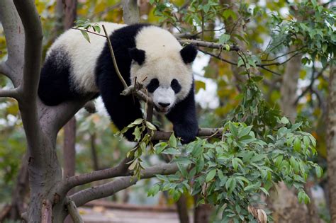 The Giant Panda Is No Longer Endangered Lifegate