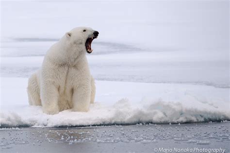 Wallpaper Animals Snow Photography Polar Bears Arctic Tundra