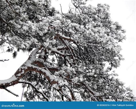 Branches Of Pine Tree Covered With Snow Stock Photo Image Of Plant