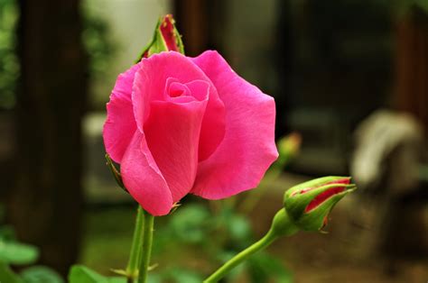Flower Pink Rose Free Photo On Pixabay Pixabay