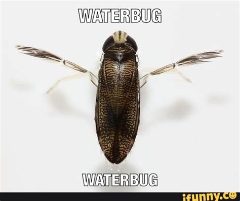waterbug memes best collection of funny waterbug pictures on ifunny