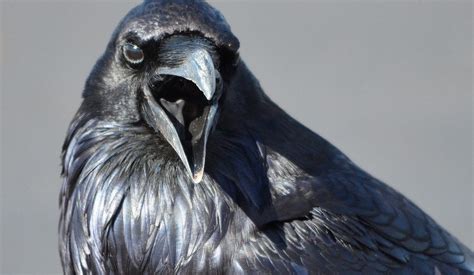 The Raven Meet One Of Canadas Most Intelligent Birds Your