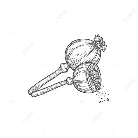Gambar Sketsa Kepala Poppy Dengan Biji Benih Memanen Putih Png Dan