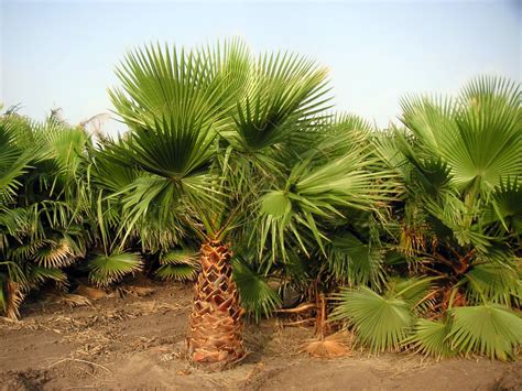 How To Get A Palm Tree Out Of The Ground at Teresa Finn blog