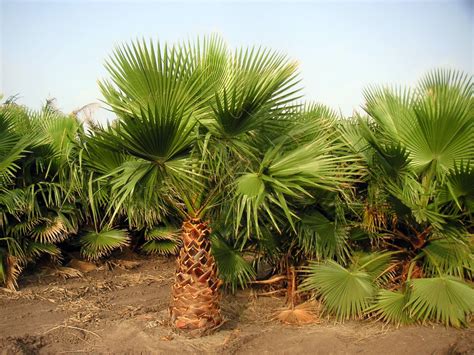 Pictures Of Different Types Of Palm Trees Great Inspire