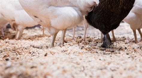 15 chicken coop bedding options sand vs straw vs shavings