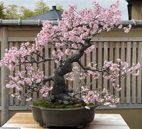 Bonsai Art Tokyo Cherry Blossom Tokyo Travel Tips