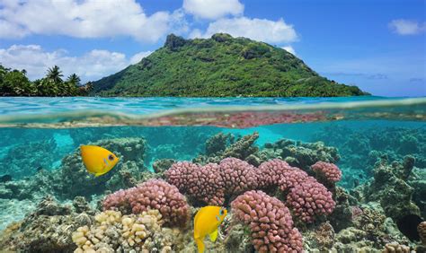 French Polynesia Coral Reef Fakarava French Polynesia Crystal