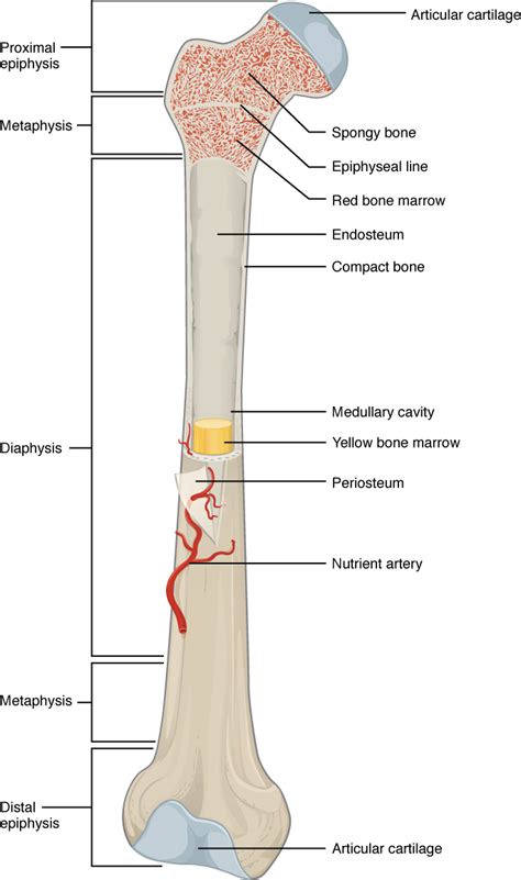 The largest part of any long bone is the long cylindrical middle, called the diaphysis. 6.3 Bone Structure - Anatomy and Physiology