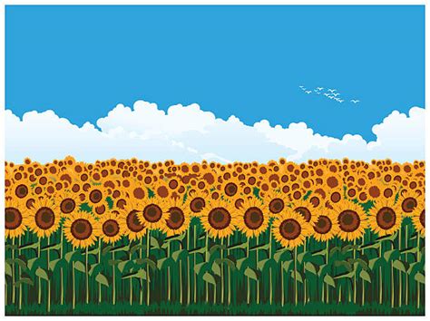 Royalty Free Sunflower Field Clip Art Vector Images And Illustrations