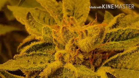 Grow boxes are totally enclosed, containing their own light and ventilation systems, utilizing hydroponics as a growing medium. CFL COCO Growbox day 57 of 12/12 & veg box - YouTube