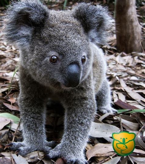 Cute Baby Koala Wallpaper Wallpapersafari