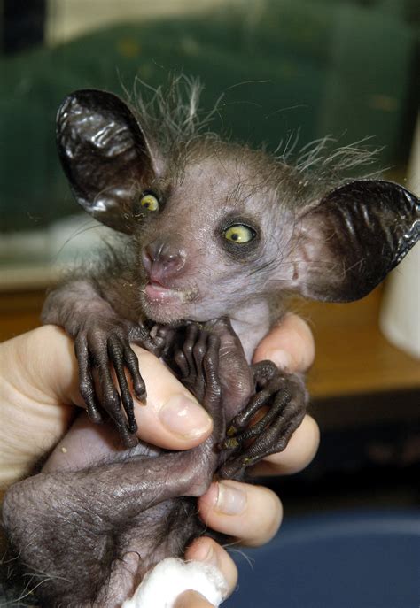 21 Strangest Weirdest Ugliest Creepiest Animals In The World The