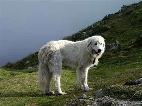 Mais qu est ce que c est? Le chien gardien de troupeau : Le border collie, le Patou ...