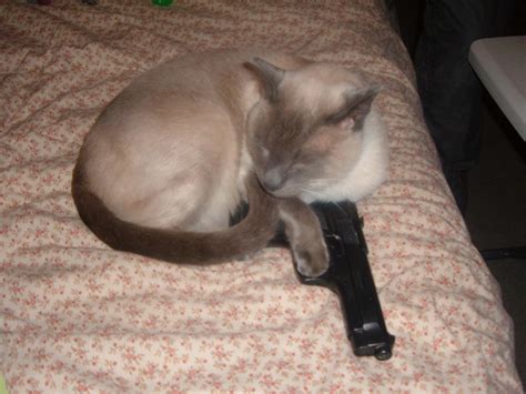Siamese Cat With A Gun By The Cat House On Deviantart